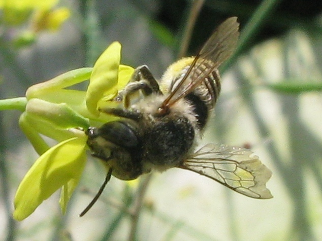 femmina di Megachile sp.